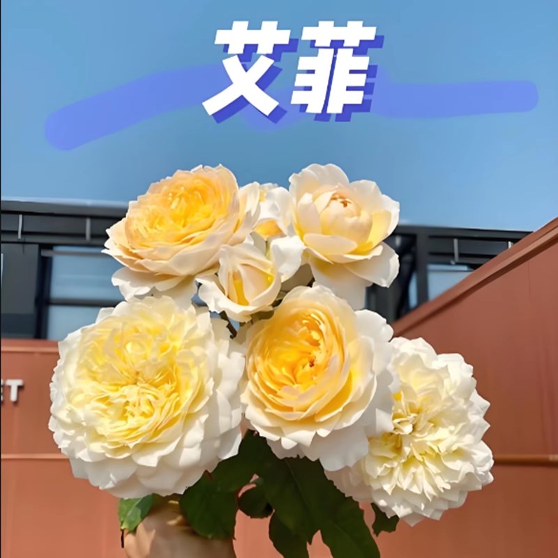 艾菲月季花苗开花特大花浓香橘y黄玫瑰花室内阳台四季盆栽花卉欧