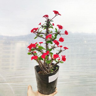 花多叶少老桩小叶虎刺梅盆栽铁A海棠常年开花四季耐热暴晒阳台花