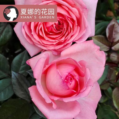 新品法版花宫娜月季花苗浓香抗病勤花丰花四季开花阳台盆栽庭院