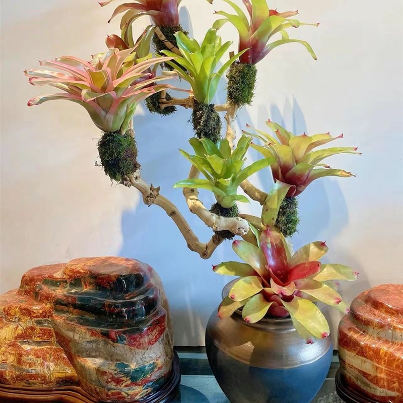 积水凤梨雨林缸水陆生态爬J虫缸造景附生植物