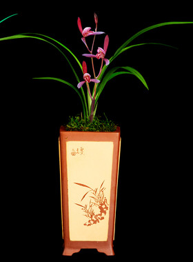 建兰兰花四季墨宝l浓香花卉盆景盆栽土绿植兰带草植物花苞名贵苗