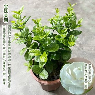 宝珠茉莉花c苗圆叶白茉莉耐高温暴晒超重瓣宝珠小荷花盆栽阳台庭