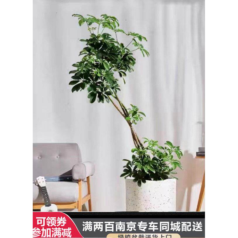 老桩造型鸭脚木大盆栽办公室内客厅植物 南京同城送货上门