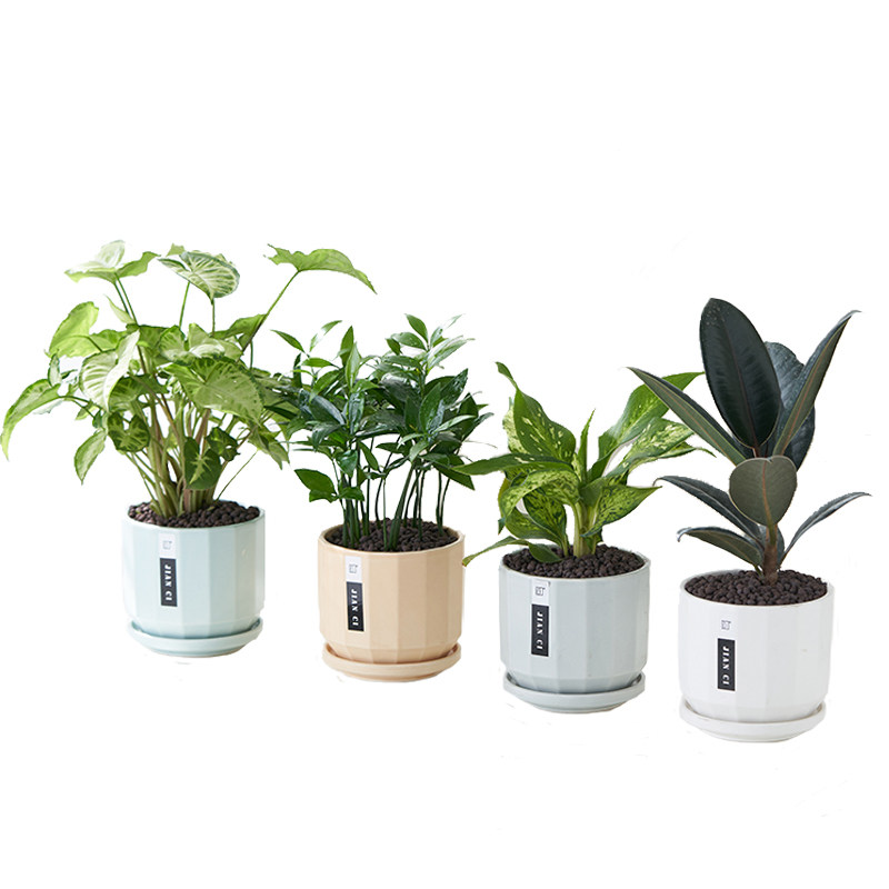 【优惠4盆植物】室内绿植盆栽九里香文竹袖珍椰子植物办公室企业