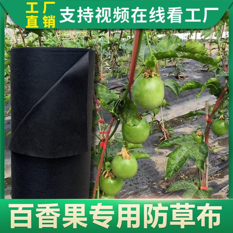 防草布蔬菜百香果育苗农用专用地膜透气渗水保湿新型可降解除草布