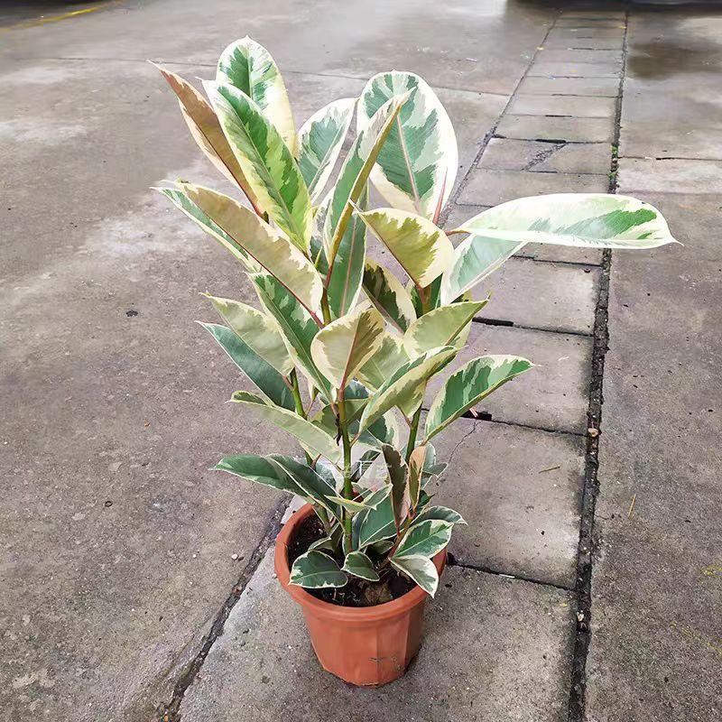 花叶橡皮树盆栽植物绿植室内客厅花卉常绿观叶植物花叶金刚易养