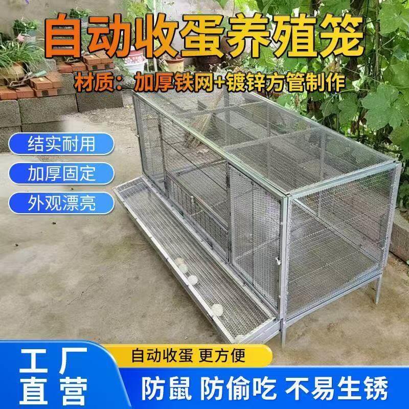 鸡笼家用室内室外铁丝网大号防雨防黄鼠狼下蛋笼自动滚蛋笼养殖笼