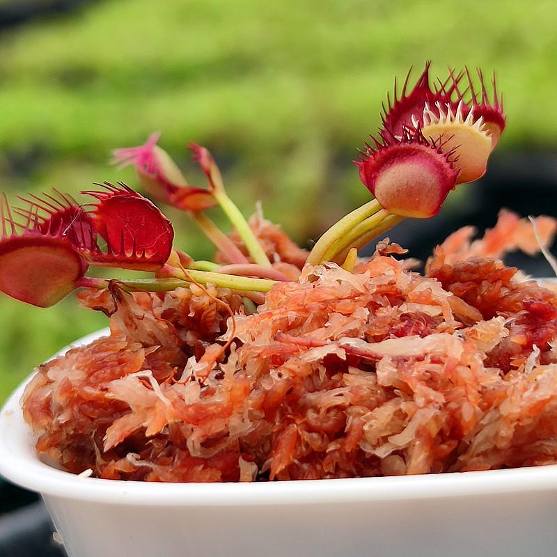 红手指捕蝇草 高端稀有食虫草植物食人花趣味盆栽玩家食虫草