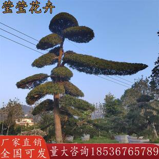罗汉松大树庭院盆景树迎客松别墅大型日本罗汉松黑松造型树绿树苗
