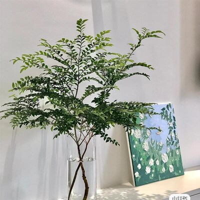 美男树水培植物室内好养护家里茂盛马醉木L鲜切吊钟枝高端水培绿