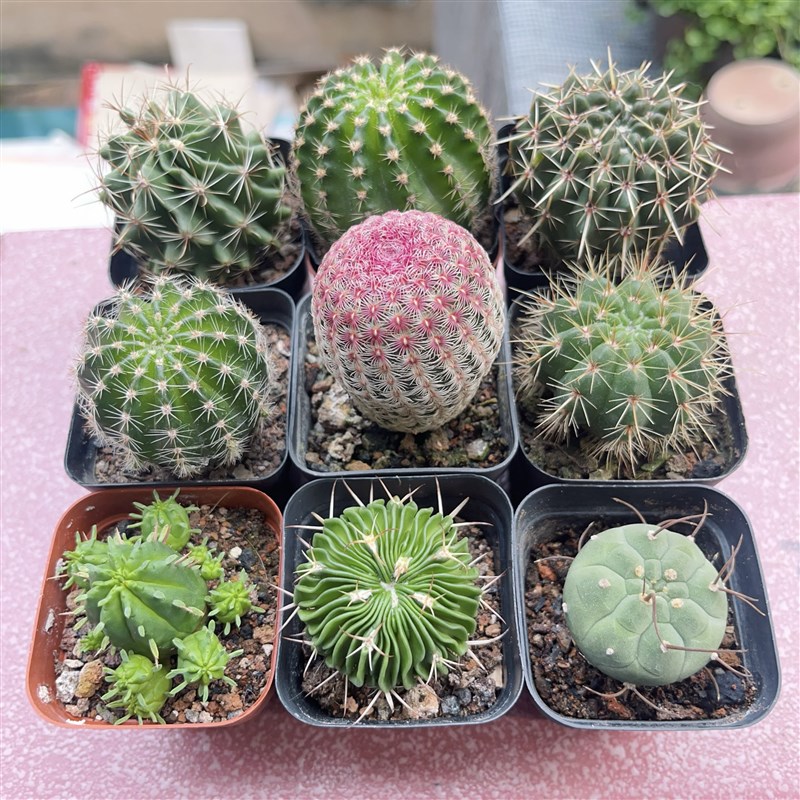 25颗不重复仙人球组合套餐实生B多肉植物绿植花卉盆栽好养易活实