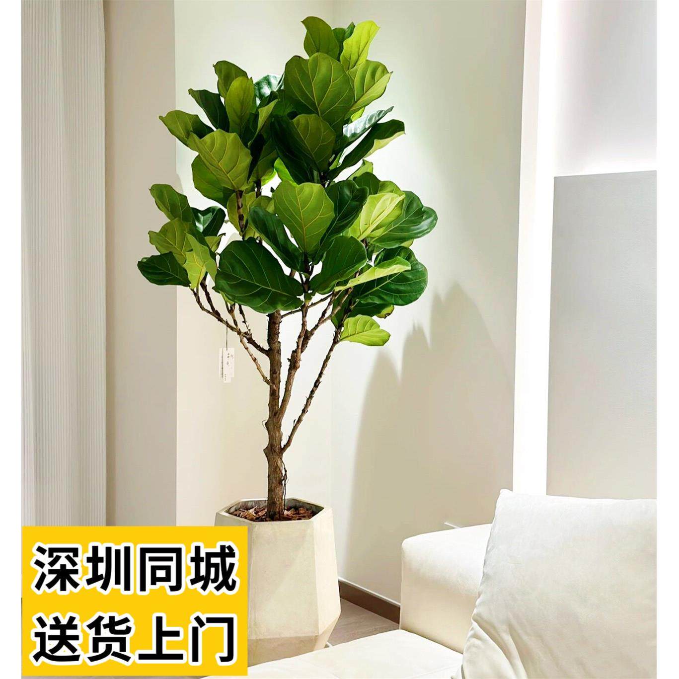 琴叶榕盆栽大型北欧风格办公室阳台庭院喜阳植物深圳同城配送