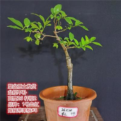 四川小叶金弹子挂果母桩四季常青盆景老鸦柿开花结果室内外阳台桩
