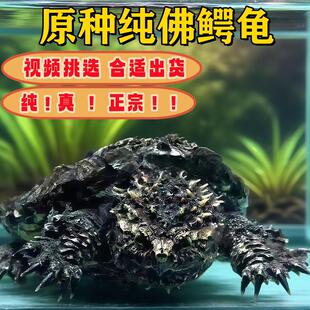 原种纯佛鳄龟爆刺鳄龟苗佛罗里达拟鳄龟纯正佛鳄龟活物凶猛小鳄龟