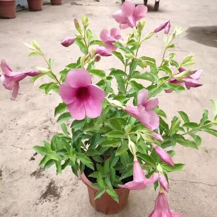 黄蝉花苗 金蝉花盆栽四季开花不断 黄莺花 小黄蝉喜太阳庭院阳台