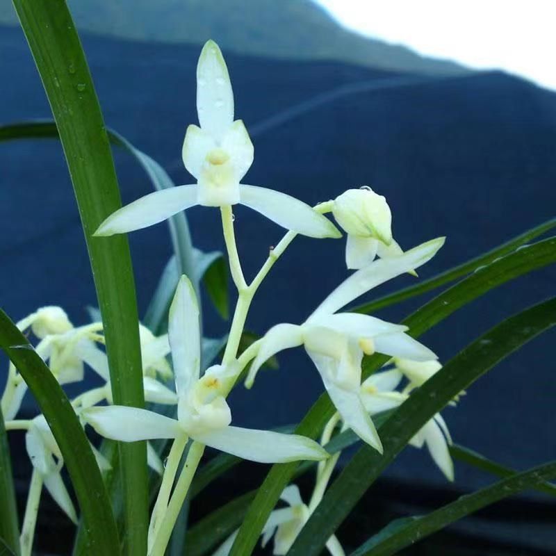 建兰【青山玉泉】高端室内阳台绿植盆栽花期6~11月