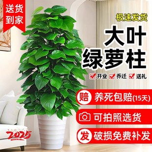 大叶绿萝柱盆栽客厅大型绿植办公室内除甲醛净化空气新房好养绿箩