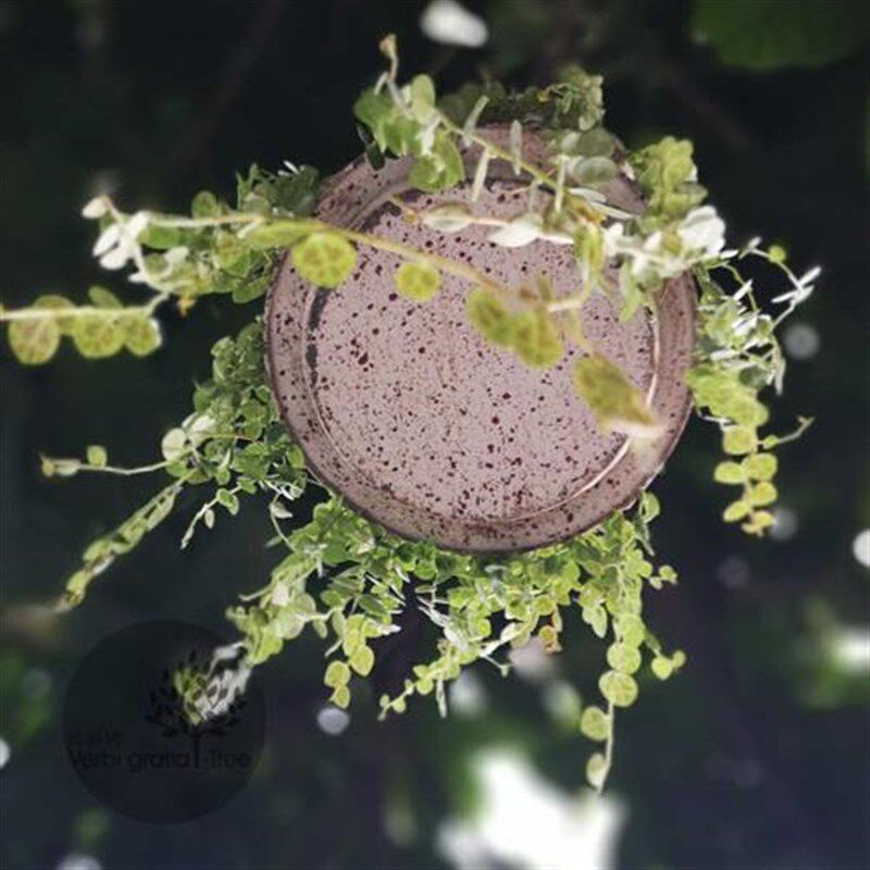 比如树做旧铁艺复古垂吊花架鸟笼 喂鸟器花园吊篮 家居橱窗软装