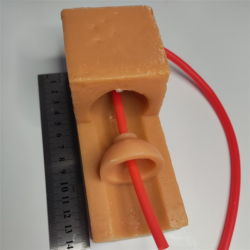 尿道膀胱吻合模型模块