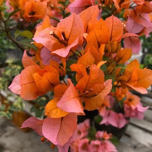 变色龙三角梅变色花带花发货老桩庭院景观盆栽不活补发四季 开花