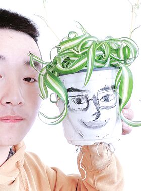 卷叶吊兰卷发女郎金心垂吊法国女郎盆栽室内卷毛绿植阳台植物卷边