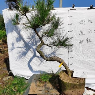 产地实拍黑松盆景大型绿植悬崖盆栽造型文人景观绿萝直销室内园艺