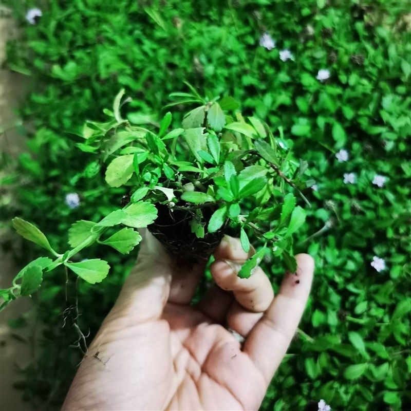 姬岩垂草地被矮生植物耐阴寒耐热晒耐踩踏花园庭院绿化爬藤绿植。