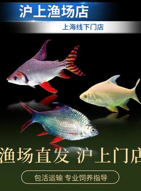 热带鱼观赏鱼淡水泰国鲫双线侧飞凤鱼龙凤呈祥龙鱼配鱼元宝鲫
