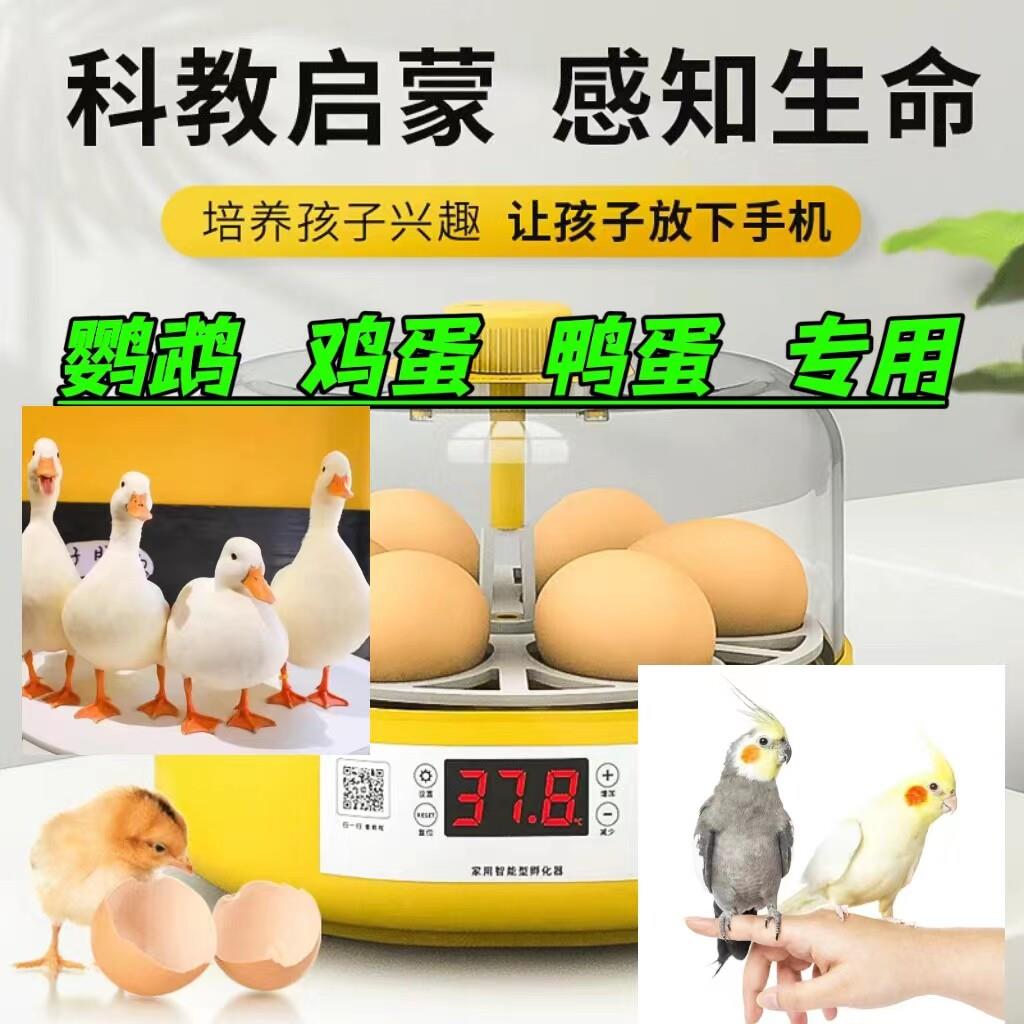 小型家用智能孵化机孵蛋器芦丁鸡小鸡孵化器水床鹦鹉全自动孵化箱