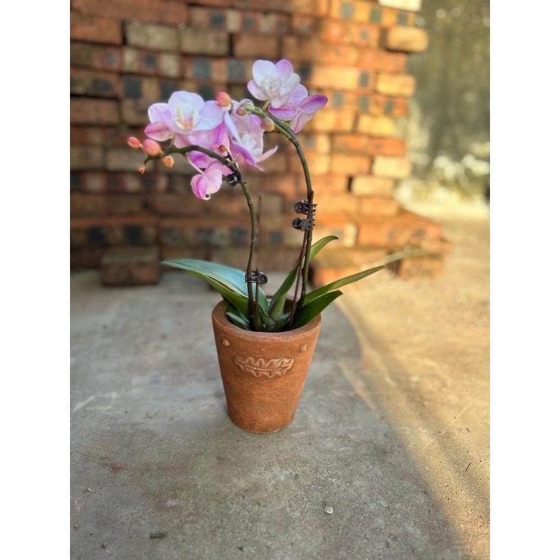 手工红陶盆覆古阳台多肉角堇绿植浮雕创意ins透气粗陶土家居花盆,鲜花速递/花卉仿真/绿植园艺,花盆,淘宝优惠券,粉丝福利购,淘宝优惠卷