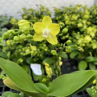 盆栽 高端带花苞花苗兰花鲜花四季 高端精品稀有蝴蝶兰