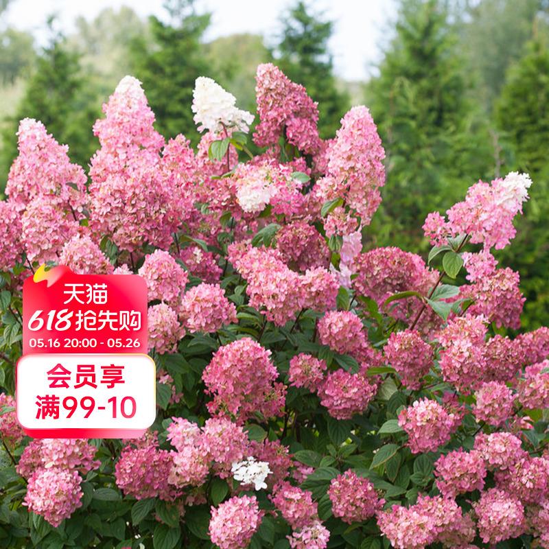 海蒂的花园圆锥绣球夏日美人木本植物大花庭院露台花卉盆栽花苗