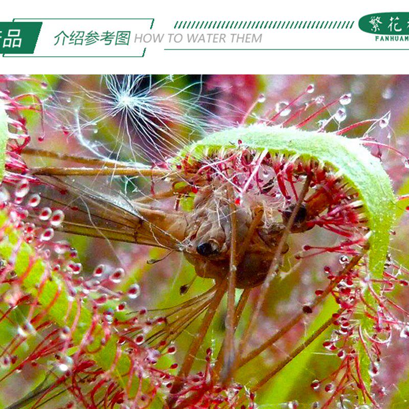 矿红好望c角茅膏菜大型盆栽粘虫子毛毡苔驱蚊草会卷捕虫高手食人
