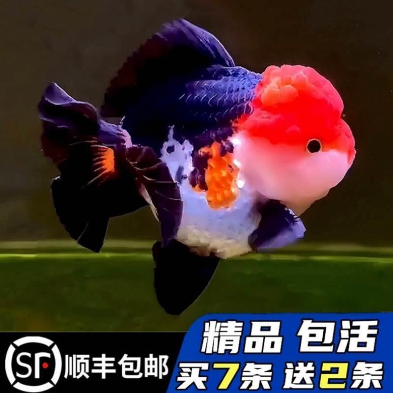 精品三色玛丽泰狮金鱼活鱼黑白百褶进口F1观赏鱼苗冷淡水好养耐活