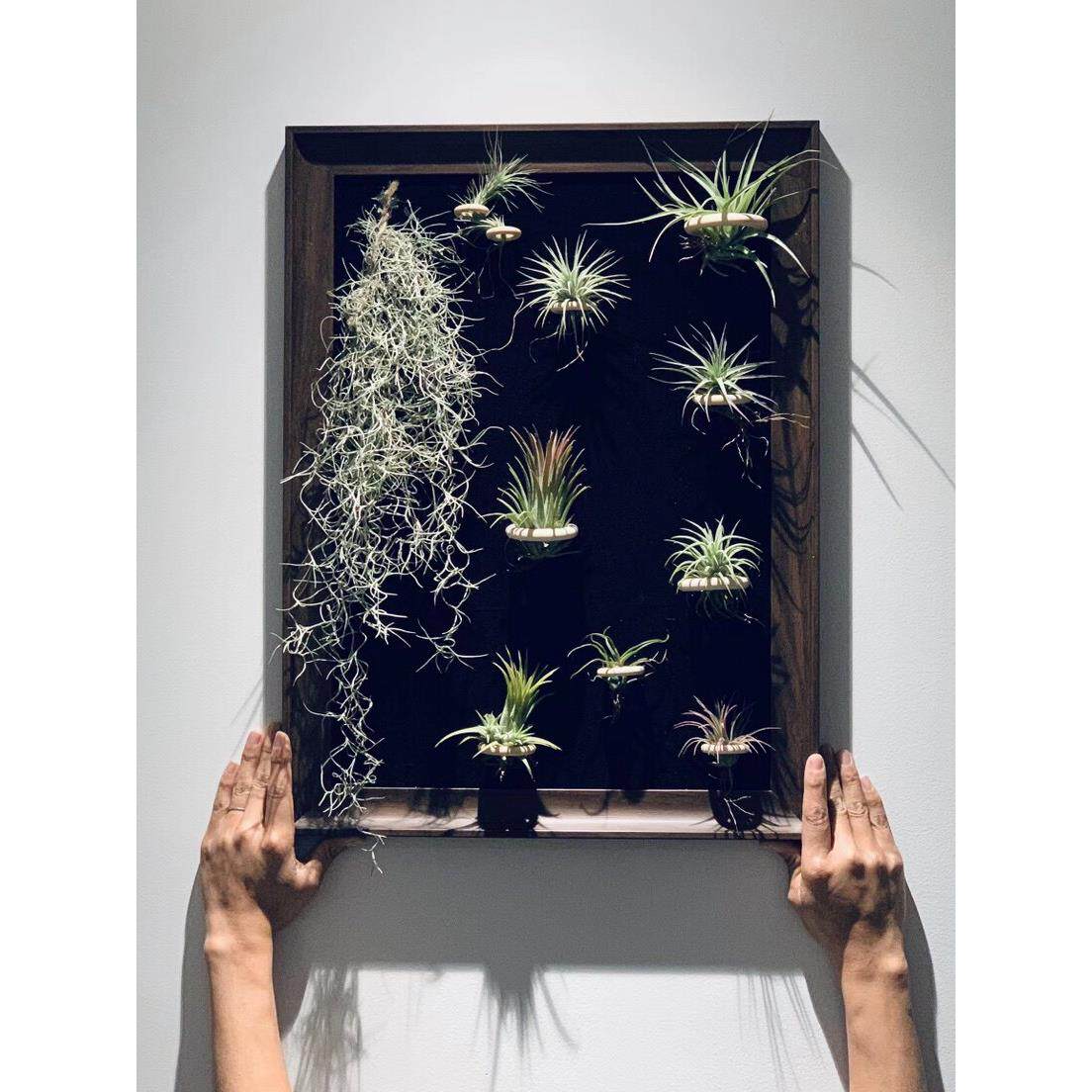 空气凤梨 壁画定制 好看的挂壁画植物墙画DIY手工制作