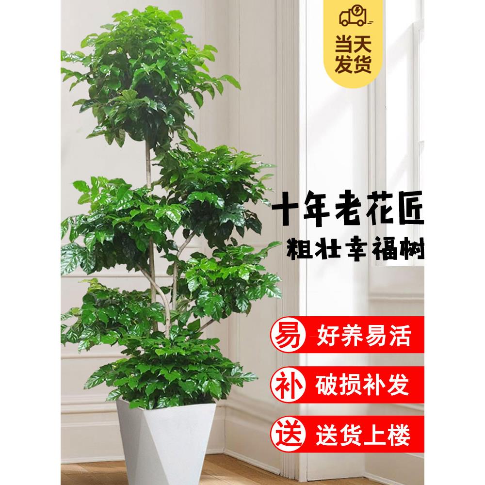 大幸福树盆栽老桩室内旺宅客厅大型绿宝树发财树真花植物盆景