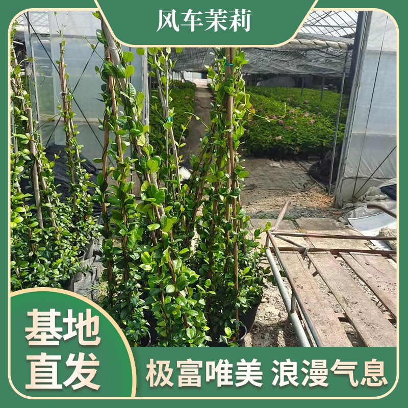 风车茉莉爬藤植物腾蔓花卉络石B藤耐热耐寒四季常绿爬墙藤蔓植物