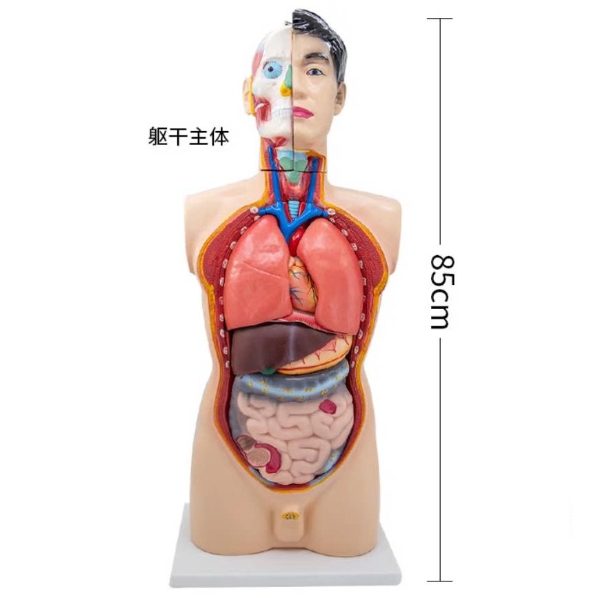 教具模型:人体,头,颈,躯干、少年人体半身、人体骨骼教学模型