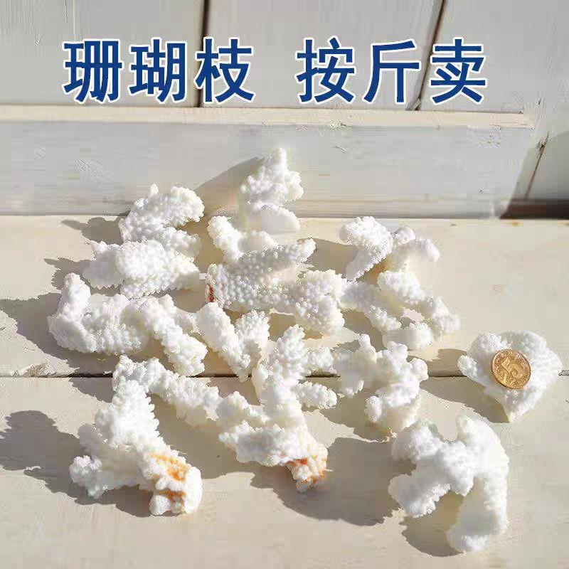 天然白珊瑚骨滤材珊瑚石造景底砂鱼池过滤鱼缸摆件纯天然白色
