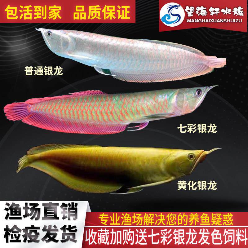 七彩银龙鱼活体鱼苗大型热带观赏鱼黄化红眼金龙鱼招财鱼淡水鱼