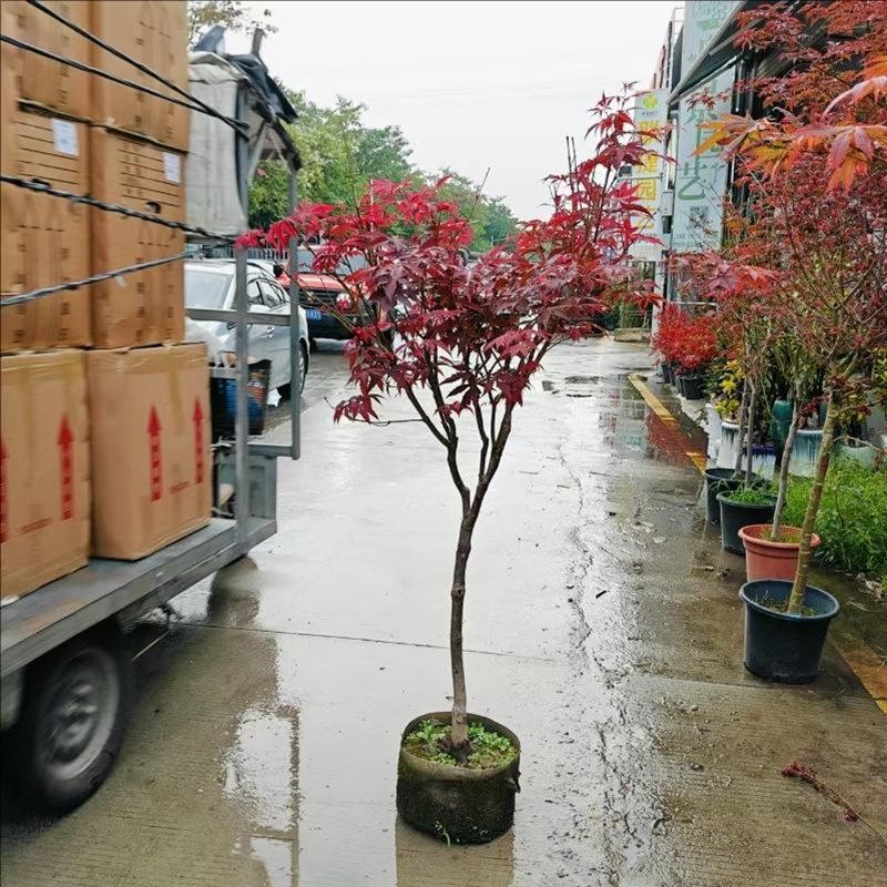 中国红枫树盆栽老桩室内庭院别墅大树造景盆景四季红舞姬树苗绿植,鲜花速递/花卉仿真/绿植园艺,大型绿植/成品组合盆栽,淘宝优惠券,粉丝福利购,淘宝优惠卷