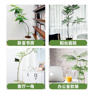 蓝花楹大盆栽大i型老桩树苗绿植客厅办公室内落地网红植物四季花