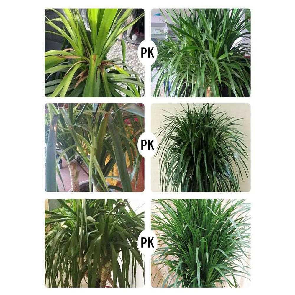 龙血树专用营养液龙须树叶粉专用肥料治黄叶复活灵大型绿植一滴绿