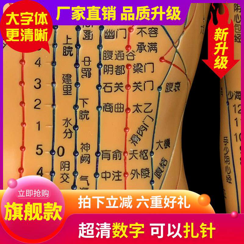 超清晰人体针灸穴位模型经络铜人刻字中医院用模型人男女小人高清