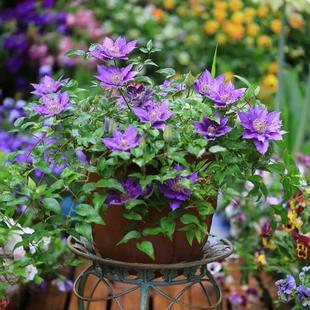 天狼铁线莲阳台庭院爬藤攀援观赏植物市长倒影乌托邦幸运符卡西斯