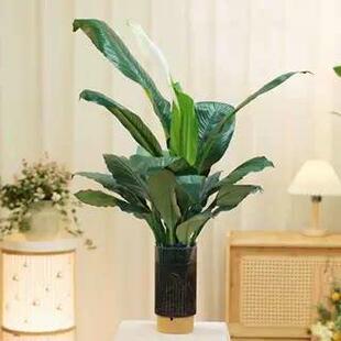 水培万年青大叶绿巨人盆栽绿公主室内桌面净化空气水培绿植