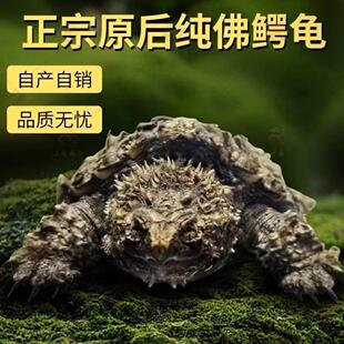 纯正原种鳄龟.野佛后代.大头爆刺.粗刺高背.互动性极强活体宠物