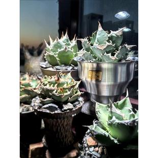 大众M&M巧克力豆特价 5m型回归根植物多肉观根控制透气花盆