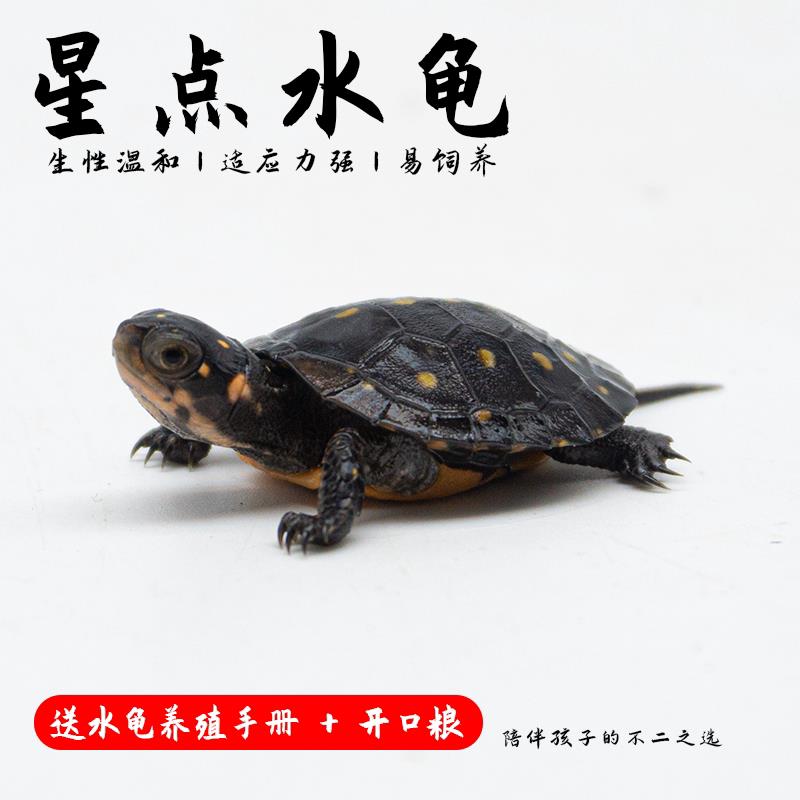 星点龟斑点水龟陆地罕见高级适合家养的小乌龟活物活体深水龟宠物