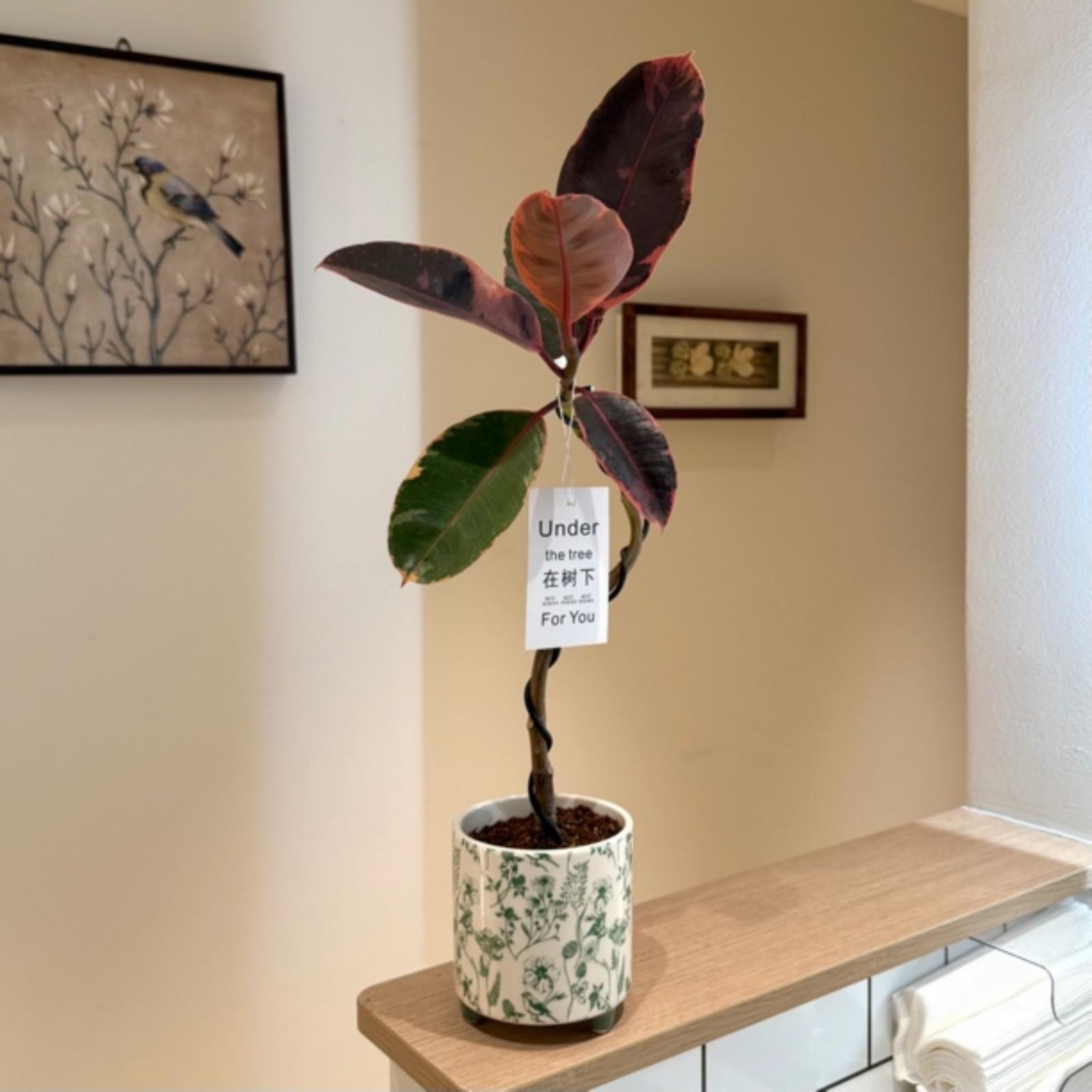 造型花叶金刚橡皮树盆栽办公室桌面耐旱好养懒人植物北欧家居绿植